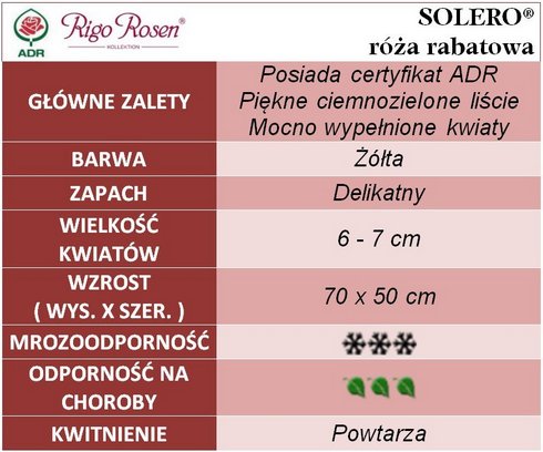 Solero róże rabatowe